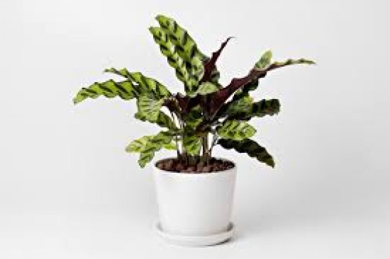 calathea rattle snake